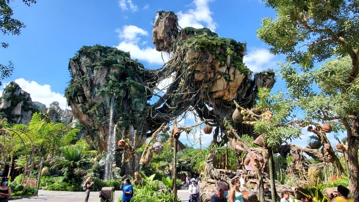 What Is The Disney Rash