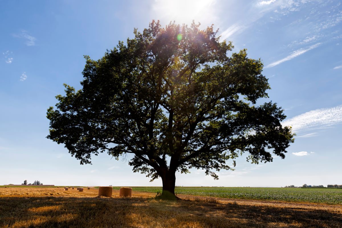 Shawshank Redemption Tree Shutterstock