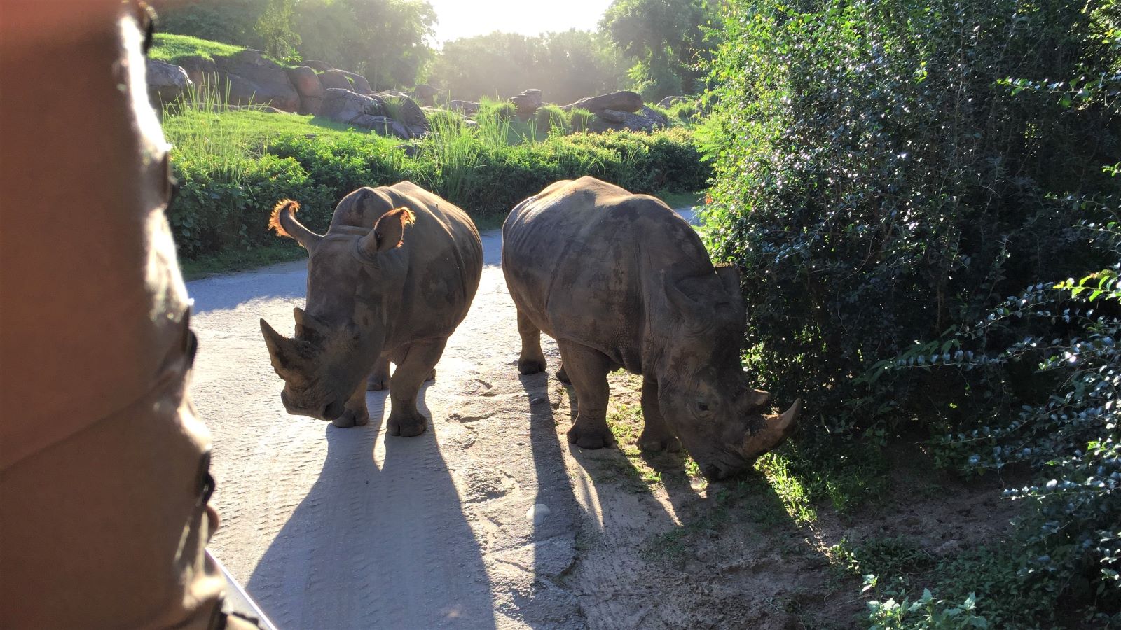 Kilimanjaro Safaris Best Of Animal Kingdom