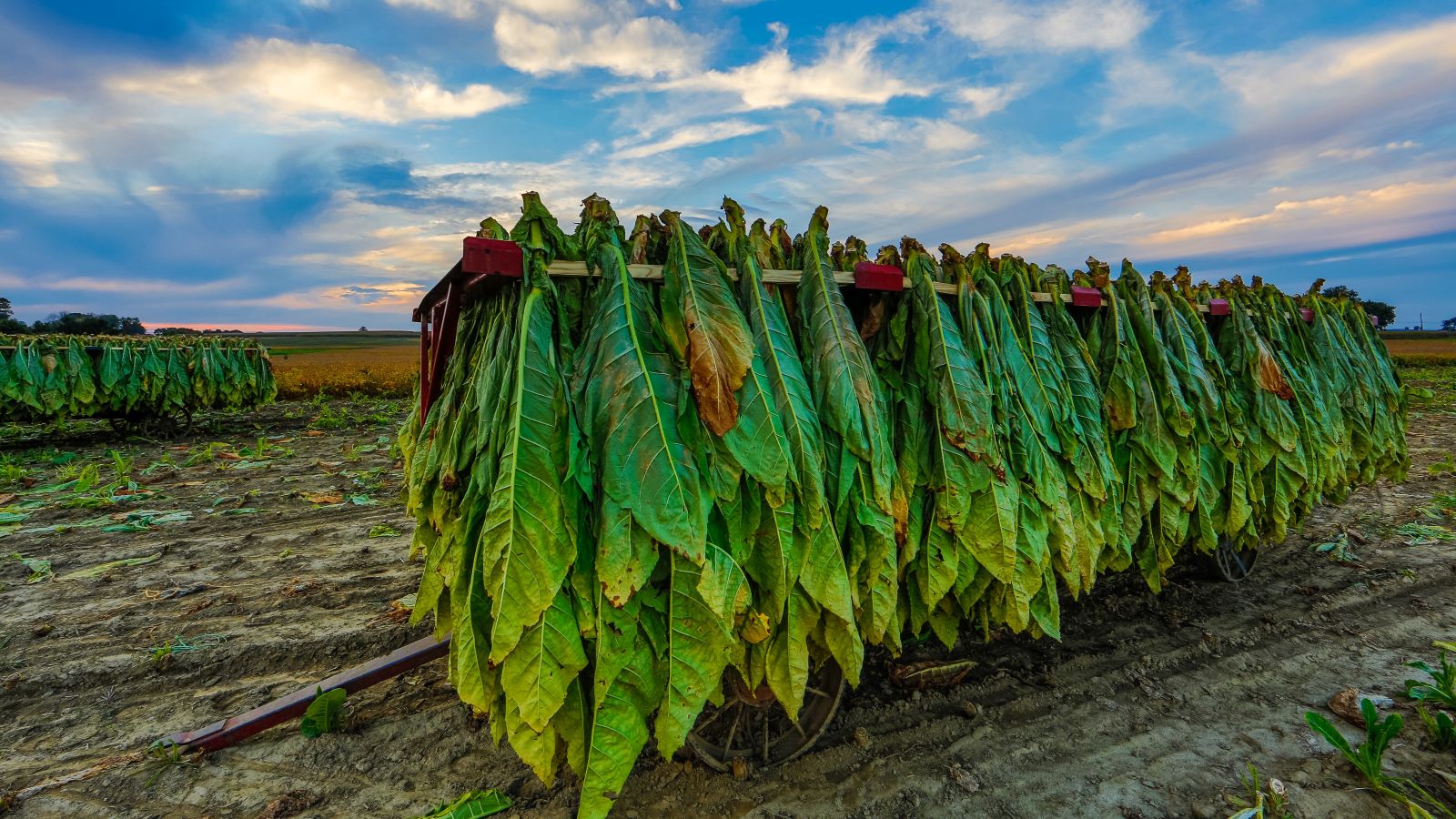 Tobacco Palnt