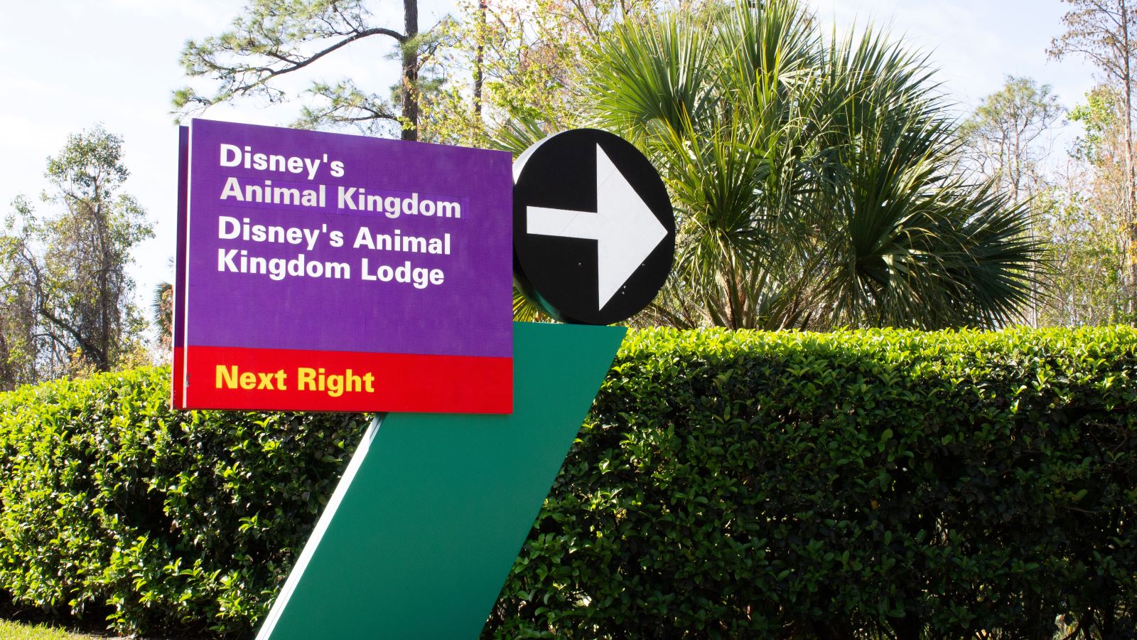 Unlock Disney Magic: Discover Animal Kingdom’s Top 15 Thrills!