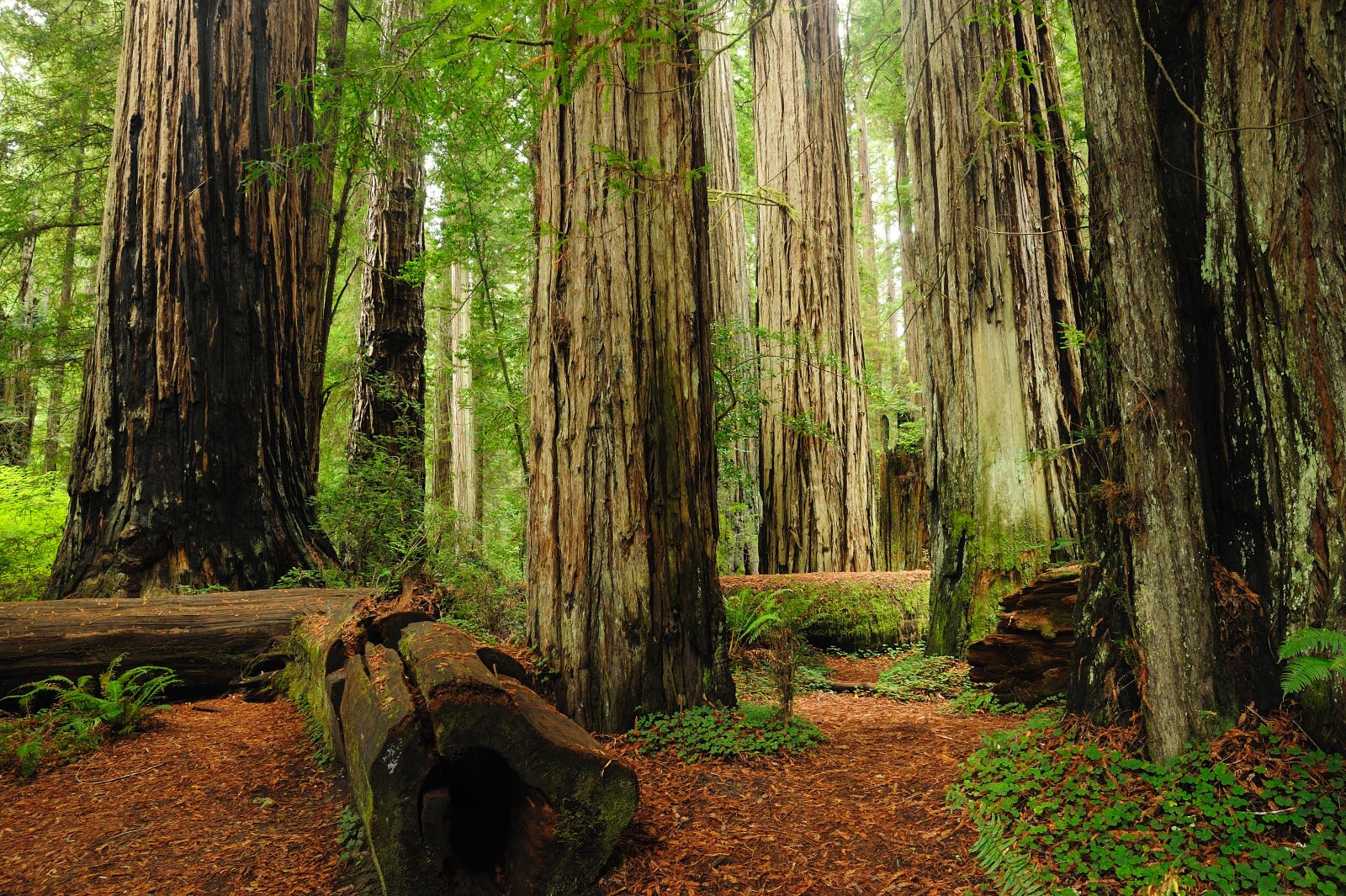 Redwood